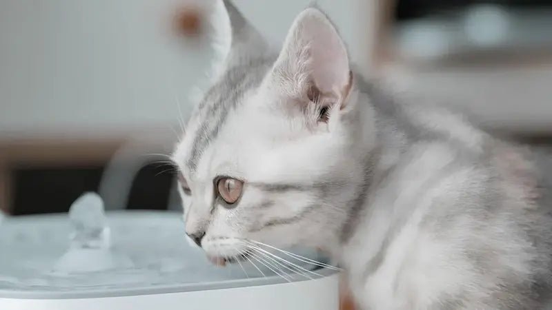Chat qui s’hydrate à une fontaine à eau pour préserver sa santé