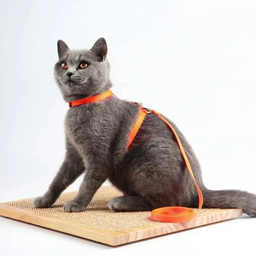 Harnais laisse chaton - Confortable en nylon doux Griffe d'Amour
