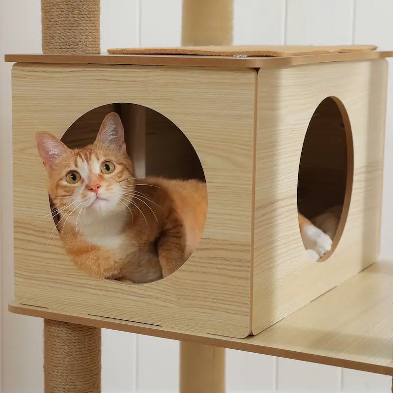 Arbre à chat intérieur bois – Hamac & perchoir | NatureCat