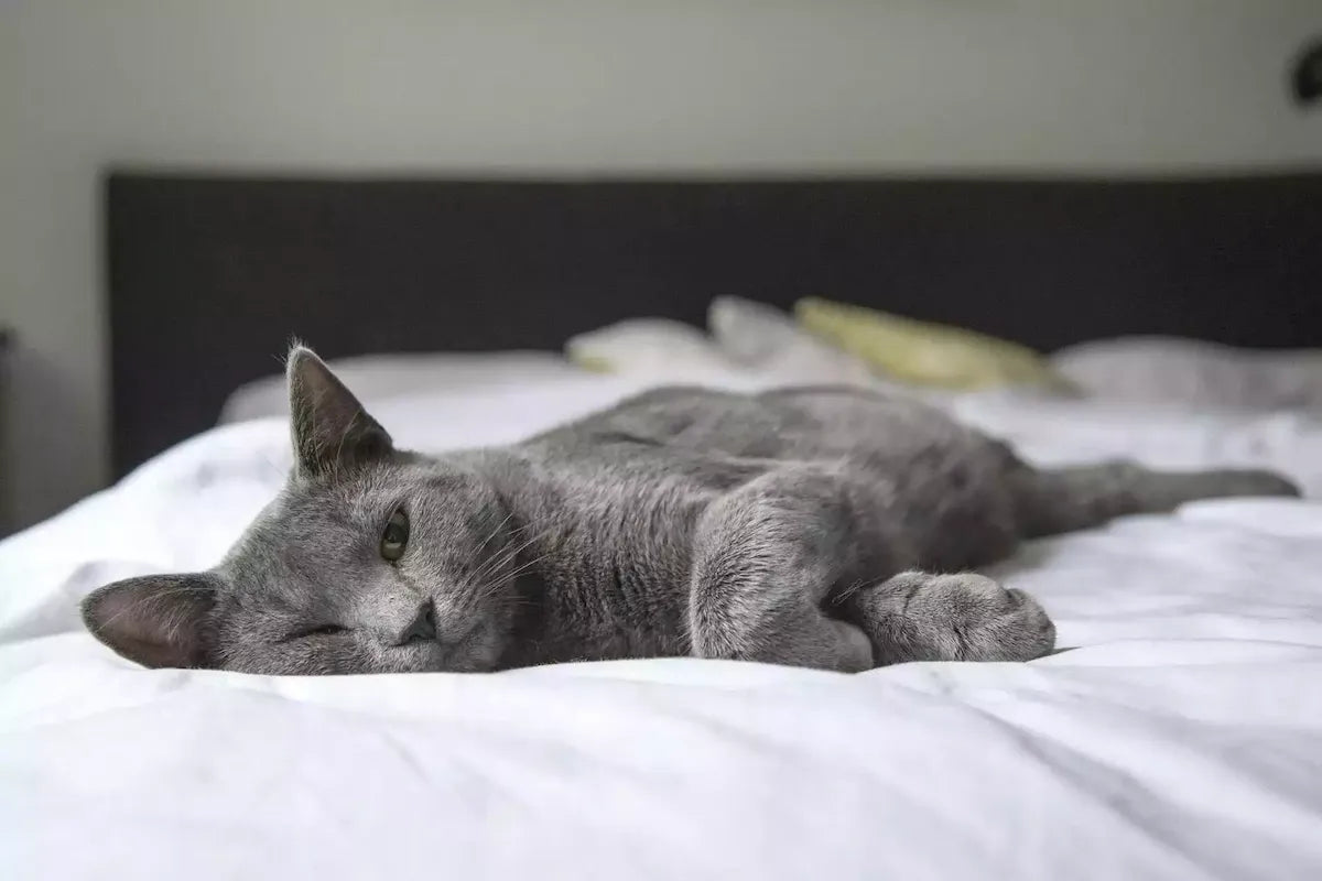 Chat gris allongé sur un lit - image ambiance Griffe d’Amour