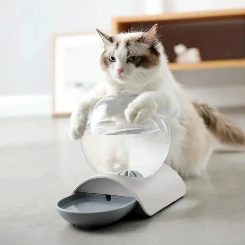 Chat ragdoll et distributeur eau chat 2,8 L PureMiaou à bulle transparente